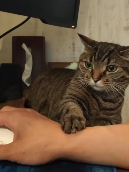 マウスを握る飼い主の腕に手を乗せて動かす猫