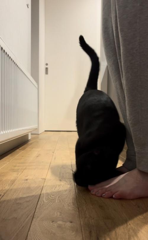ママさんの足にスリスリする黒猫