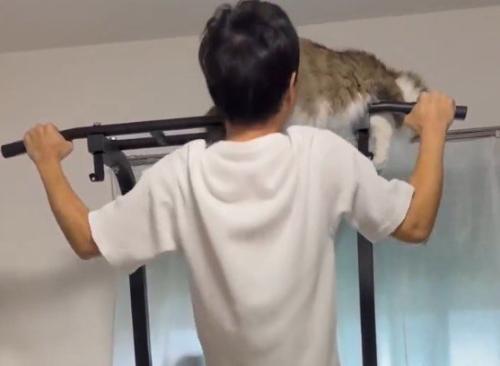 バーの上にいる猫に顔を近づける飼い主
