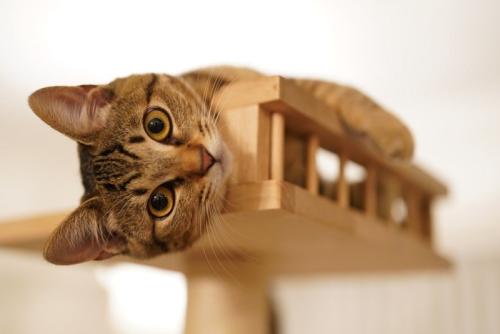 いたずらな目をする猫