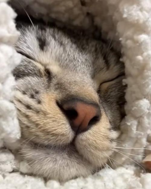 文句を言う猫