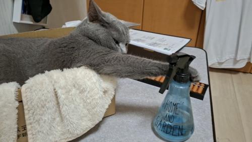ボトルを触る猫の写真2