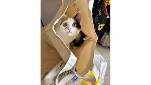 袋に入っている猫