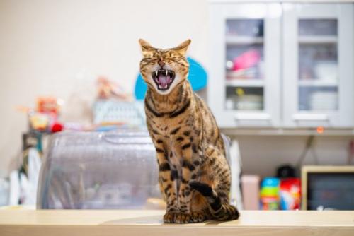 キッチンであくびをする猫