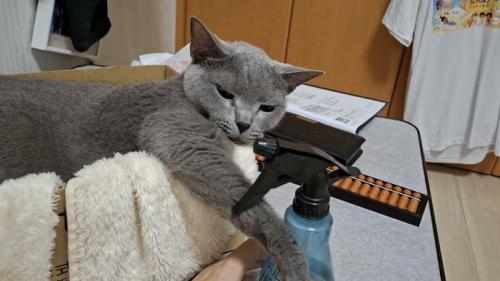 ボトルを見る猫の写真1