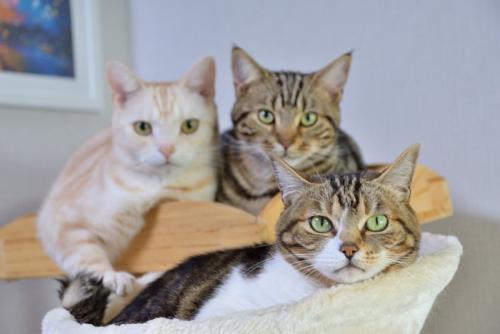 キャットタワーの上の3匹の猫