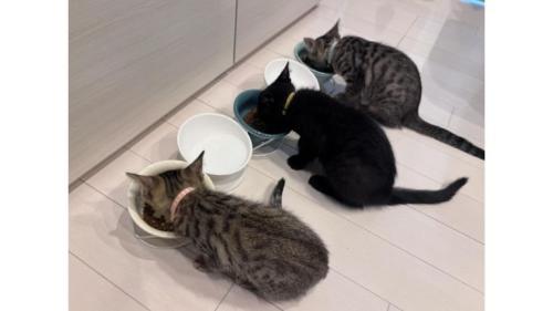 ご飯を食べている猫