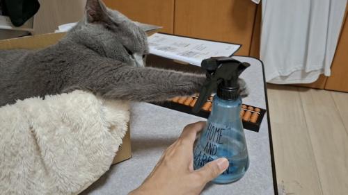 ボトルを触る猫の写真3
