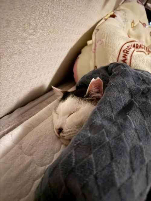 毛布の中で寝る猫