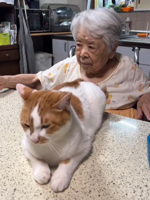 おばあちゃんとテーブルに乗る猫