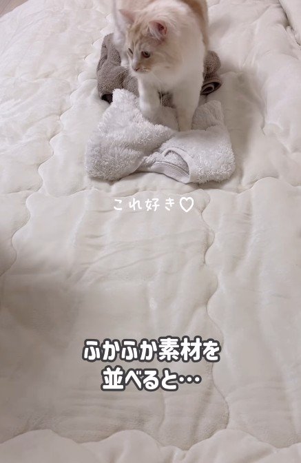 ふみふみしている猫