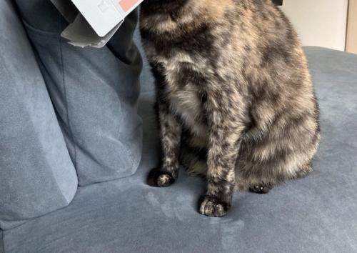 猫の足元2