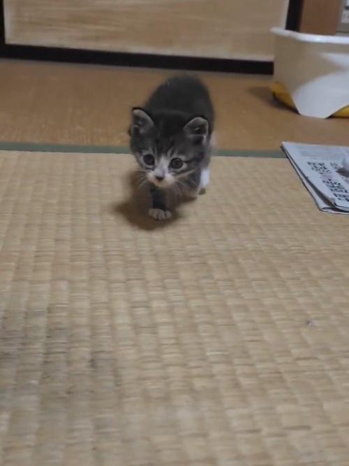 カメラの近くに来た子猫