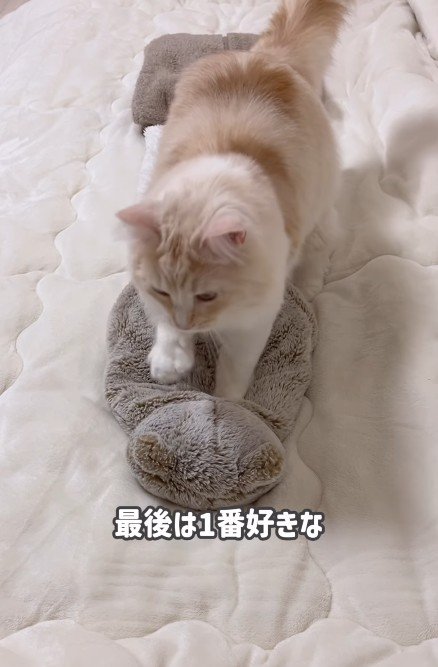 ふみふみしている猫