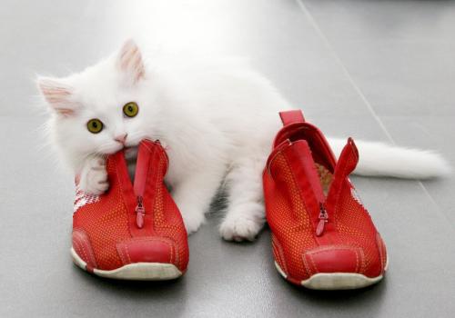 靴を噛む子猫