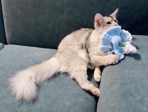 頭についていた帽子を前足で外す猫