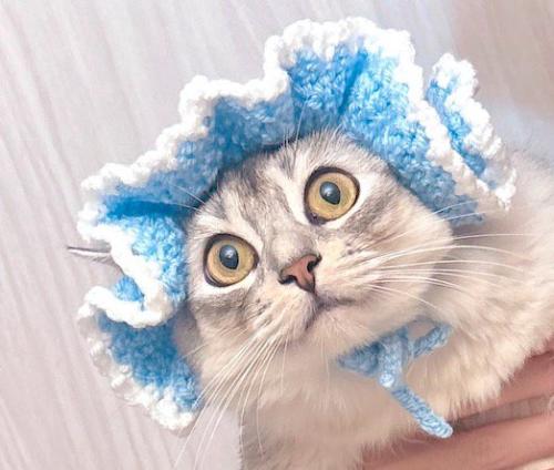 ぼんやりと遠くを見つめる猫の顔
