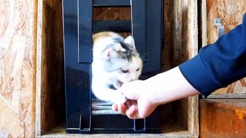 タッチしながら噛みつこうとする姿