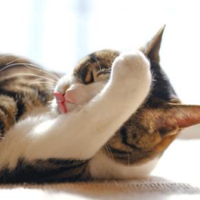 猫が『食事を終えると顔を洗う』3つの理由 どんな意味があるの?心理や習性も解説