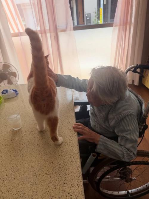 テーブルの上でしっぽを立てる猫