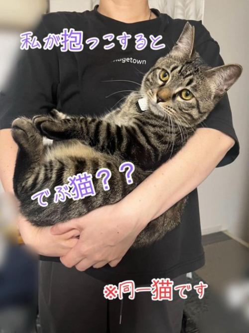 女性に抱っこされる猫