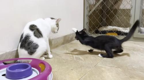 先住猫にちょっかいをかける子猫