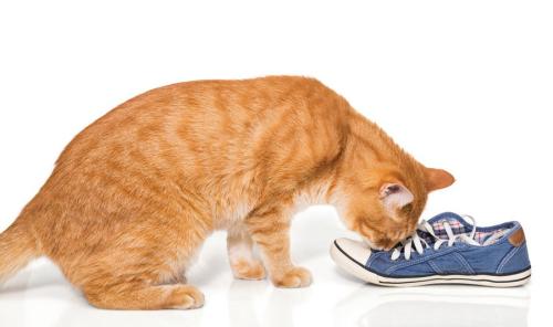 靴の臭いをかぐ猫