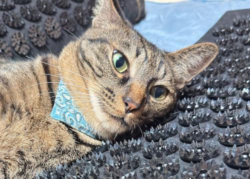 トゲのついたマットの上に乗った猫の顔