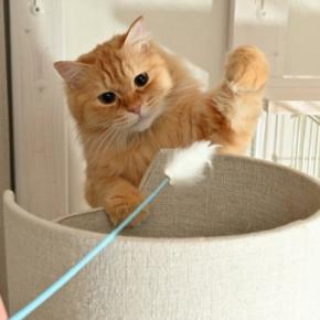 猫はどのぐらいの『運動量』が必要なの? 年齢ごとの違いやオススメの室内運動5つもご紹介