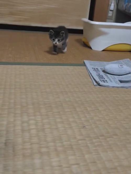 歩いてくる子猫
