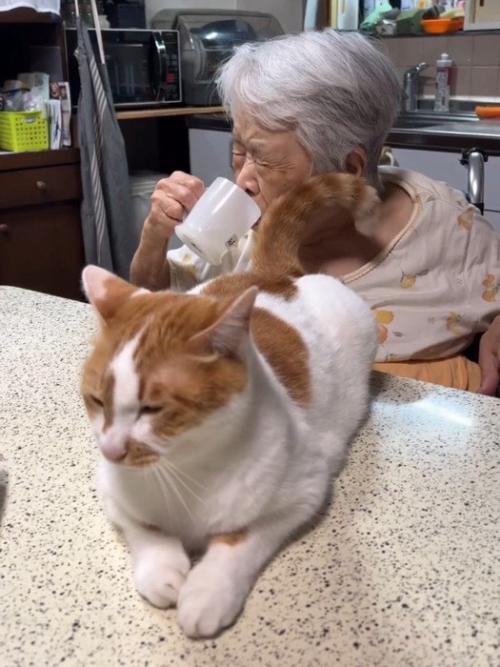 猫のしっぽが顔に当たったおばあちゃん