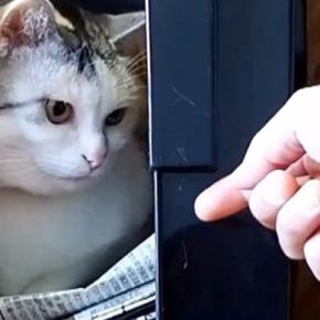 『新聞ストッカーの中』でくつろぐ猫→パパが取ろうと手を伸ばしたら…『爆笑の攻防戦』が16万再生「かわいいww」「たまらんねw」