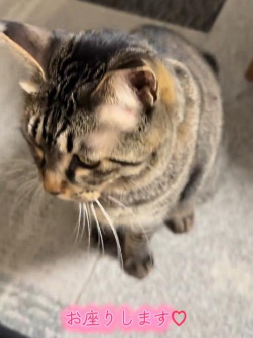 座る猫
