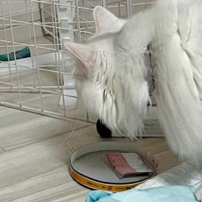 お気に入りのおもちゃを使われて『怒る姉猫』→子猫の反応を見ると…涙が出るほど尊い瞬間に5万いいね「味がある」「モンスターみたいww」