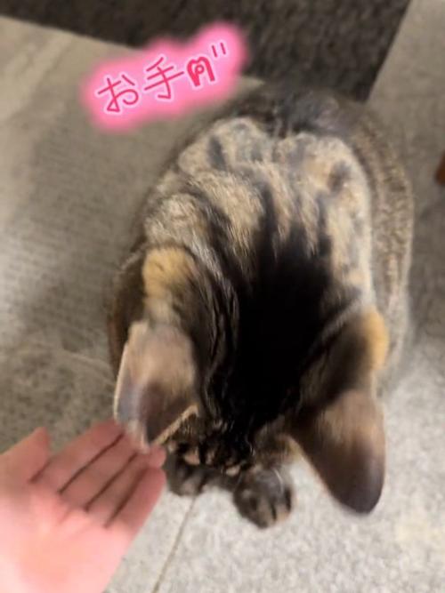 人の手を見る猫