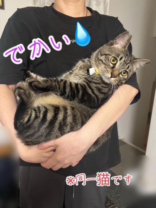 顔を横に向ける抱っこされる猫