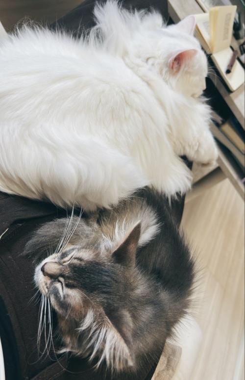 飼い主の膝の上に乗る2頭の猫