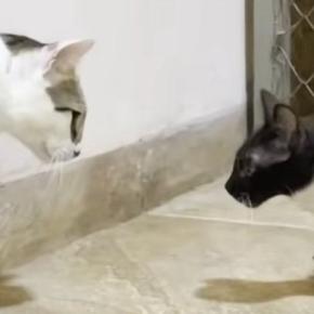 保護して1か月半が経った『やんちゃな子猫』→先住猫と対面すると…『心温まる光景』に反響「なかなかのお転婆さんw」「本当にかわいい」