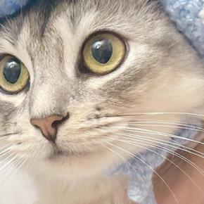 『お花付きの帽子』をかぶった猫→『表情』が変化して…笑ってしまう『可愛すぎる光景』が145万表示「寄生されてる感w」「ピクミンみたい」