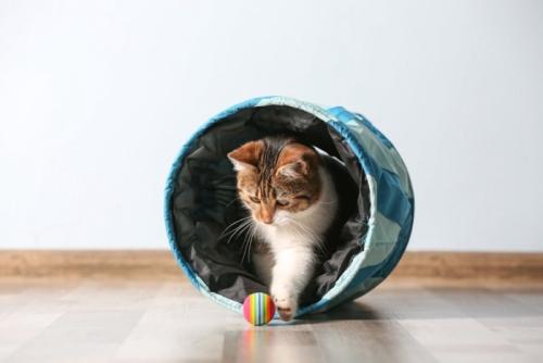 ボール遊びをする猫