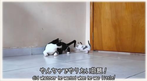 先住猫と子猫