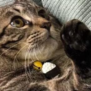 1歳の猫、パパが抱っこすると『小さく見える』のに…ママが抱っこすると→同じ猫とは思えない『まさかの光景』に「全然違うw」「びっくりw」