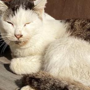 看取るつもりで保護した『ボロボロの野良猫』→2年後……涙あふれるビフォーアフターに「同じ猫とは思えない」「幸せになってよかった」と感動