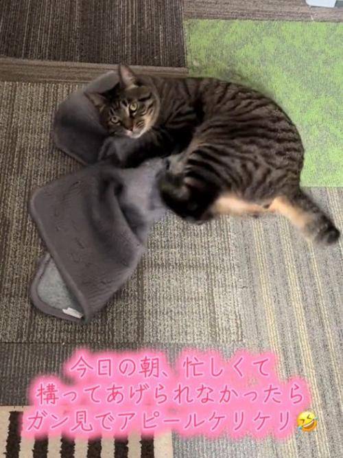 マットを抱えて後ろ足で蹴る猫