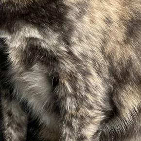 ティッシュの空き箱をつぶそうとすると、猫が真っ先にやってきて…『衝撃の光景』に8万いいね「超楽しいみたいなw」「笑いがこらえられない」
