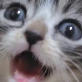 『赤ちゃん猫』を撮影していると、トコトコと歩いてきて…想定外の『悶絶級の行動』に5万いいね「なんという破壊力」「可愛すぎてヤバい」