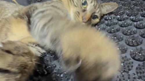カメラにパンチをする猫