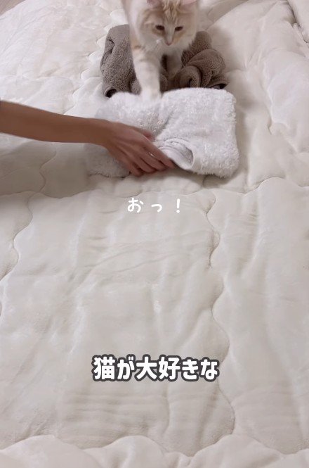 ふみふみしている猫