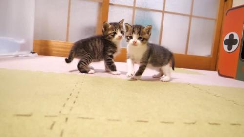 部屋を歩くふたり