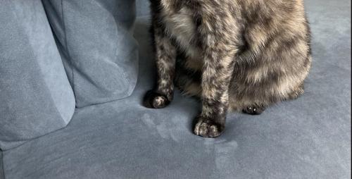 猫の足元